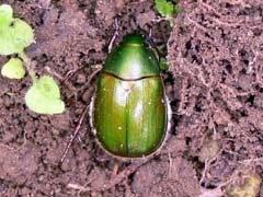 地面にとまるアオドウガネ