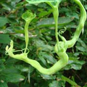 カラスウリの虫こぶ