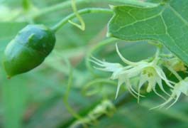 ゴキヅルの花と実