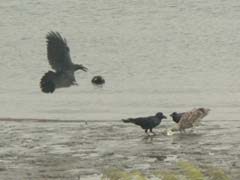 ハシブトガラスと張り合うオオセグロカモメの若鳥