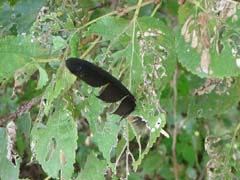 毛虫の食べ跡に刺さったカラスの羽