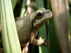 うす茶色のアマガエル