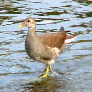 バンの幼鳥