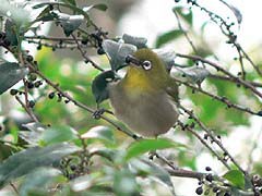 ヒサカキの実を食べるメジロ