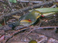 ソウシチョウ