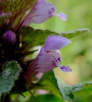 ヒメオドリコソウの花