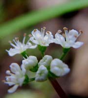 セントウソウの花