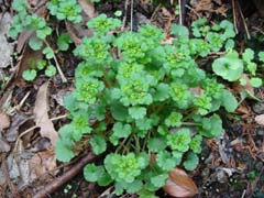 ヤマネコノメソウの花