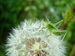 タンポポの実を食べるヤブキリ幼虫