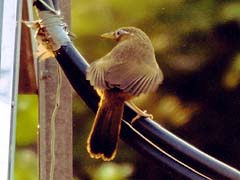 電線にとまるガビチョウ