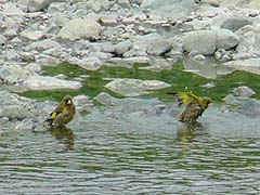 水浴びするカワラヒワ