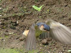 飛ぶ立つコシアカツバメ