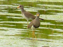 ケリの成鳥と幼鳥