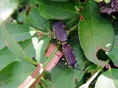 キバラヘリカメムシの成虫