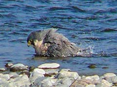 ハヤブサの水浴