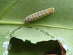 アサギマダラの幼虫