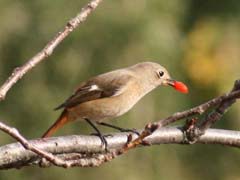 クコの実を飲み込むジョウビタキ♀１