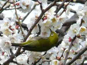 メジロ蜜を吸う