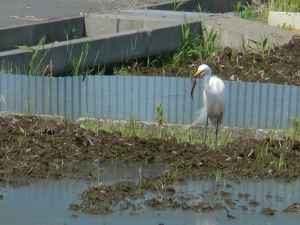 チュウサギ