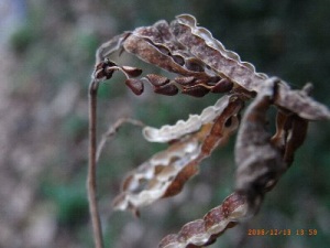 カラスノゴマの種