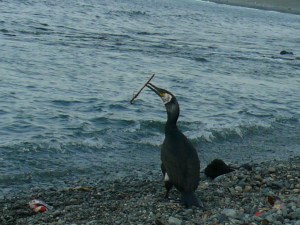 ウミウはバトントワラー