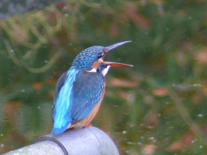 カワセミ鳴く