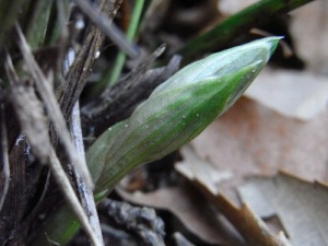 シュンランの芽立ち