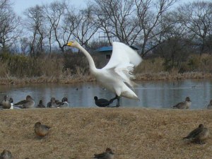 オオハクチョウ