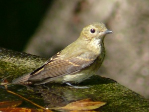 キビタキ♀