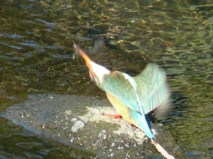 カワセミ♀（魚振り上げ）