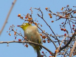 ツルウメモドキの実