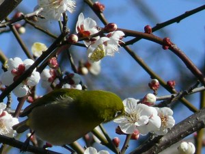 梅の花の蜜