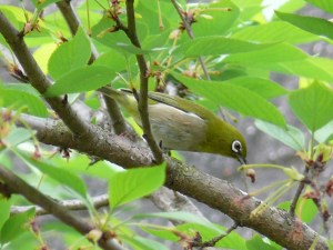 桜の木にいる幼虫