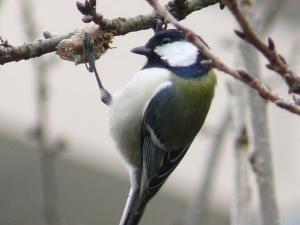 シジュウカラ