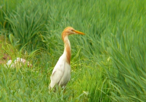 アマサギ