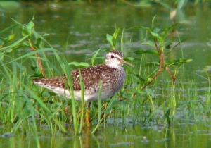 タカブシギ