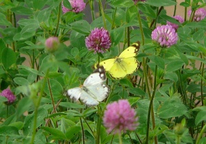 モンキチョウ（鈴川）