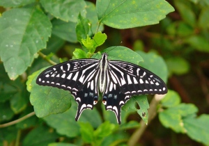 アゲハチョウ（長持）