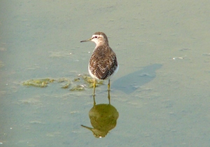 タカブシギ