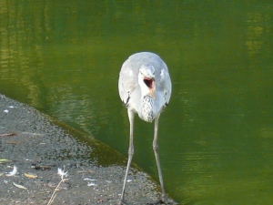 口を開ける