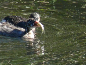 カイツブリ幼鳥