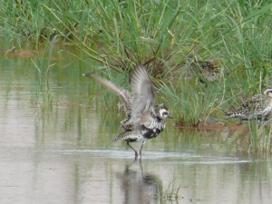 カイツブリ幼鳥