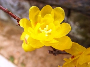 開いた花