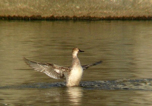 オナガガモ♀