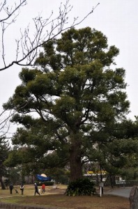 クスノキ