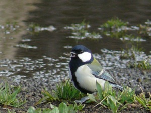 シジュウカラ