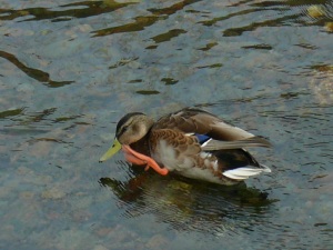 マガモ幼鳥