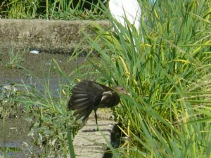 バン幼鳥