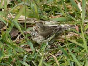 鳴く？