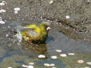 カワラヒワ